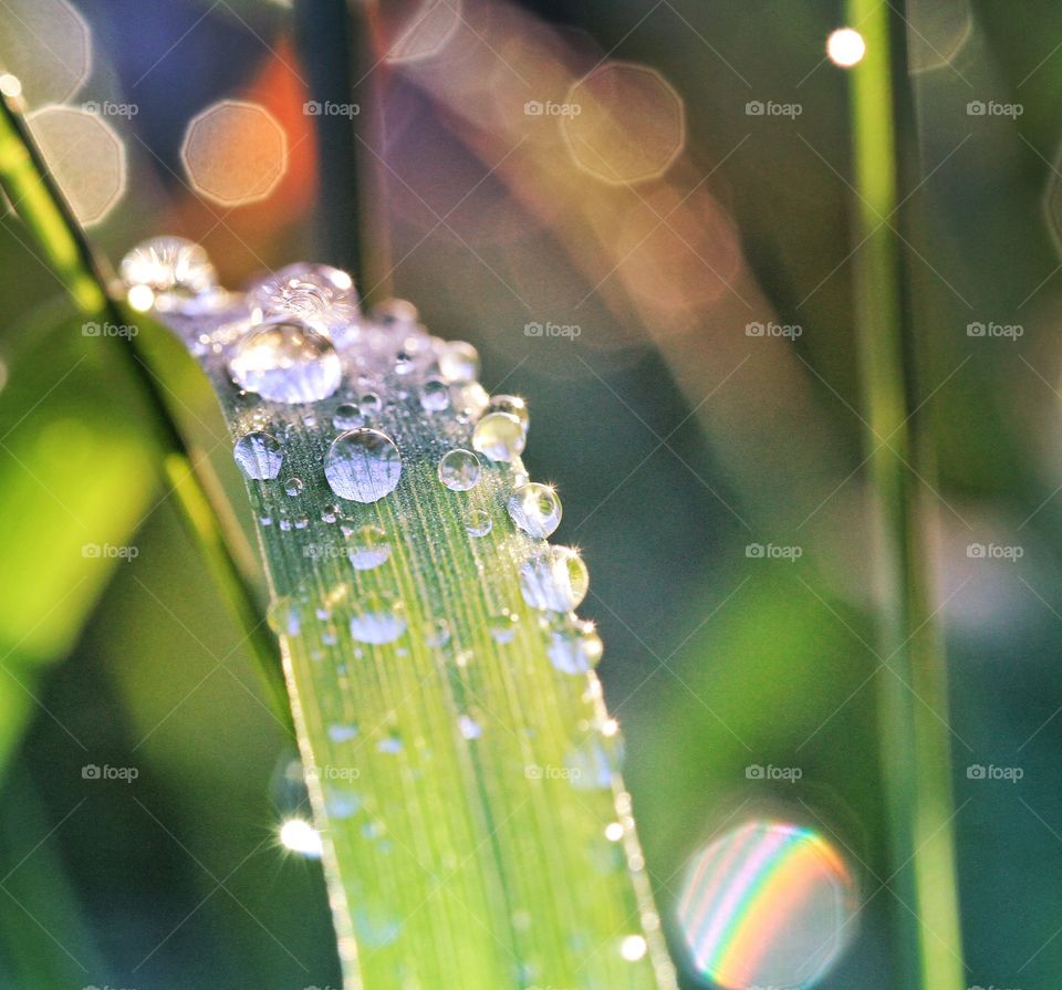 Beads Of Dew. Beads of water sparkling on a blade of grass in the early morning sunlight.