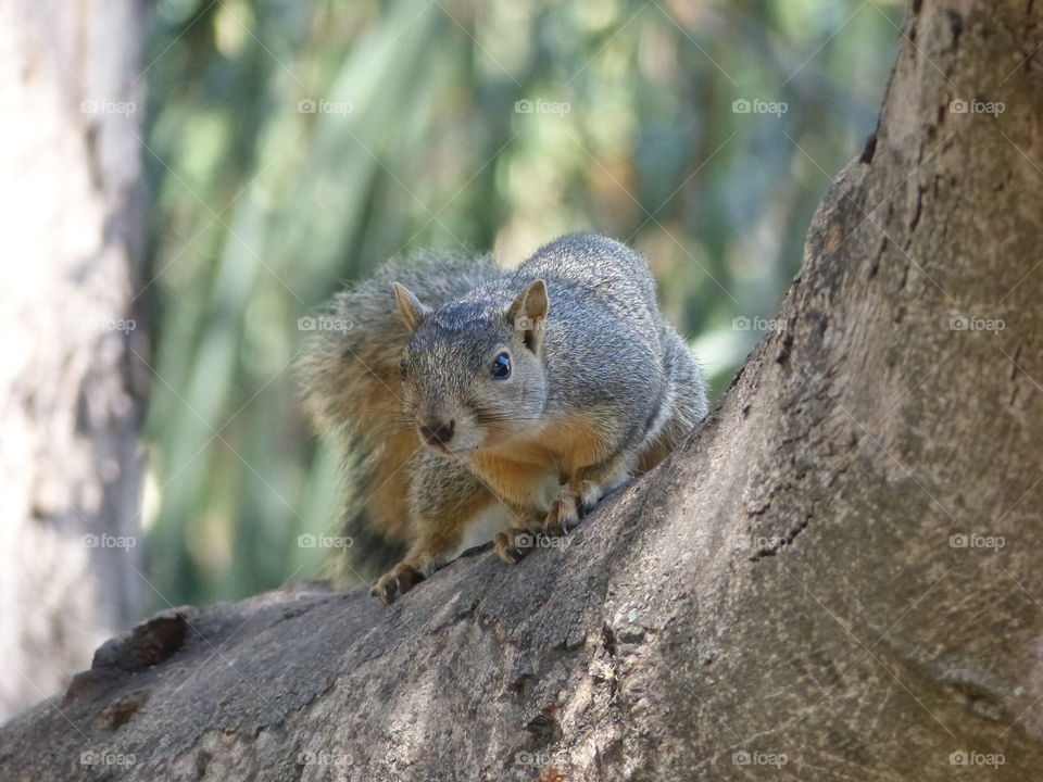 Squirrel coming down a tree 