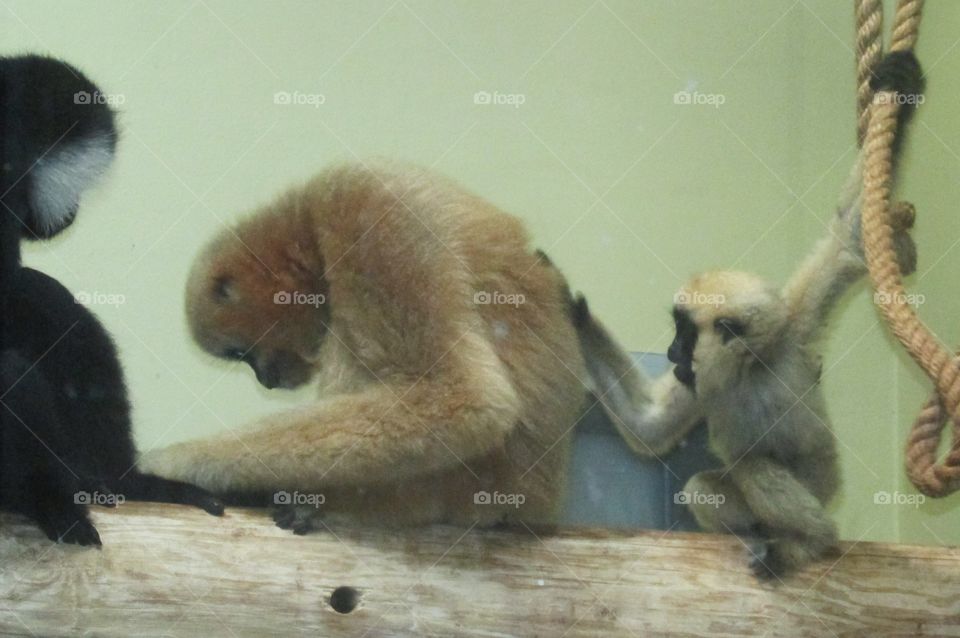 Mama and baby monkey at the Detroit zoo! 