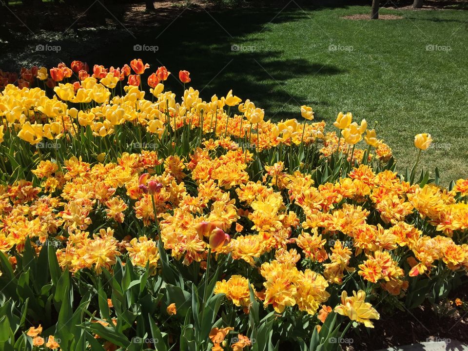 The Tulip Festival at Thanksgiving Point. Sunrise and Sunset Tulips. Holland and Dutch Beauties. Lehi, Utah. Copyright © CM Photography 2019.