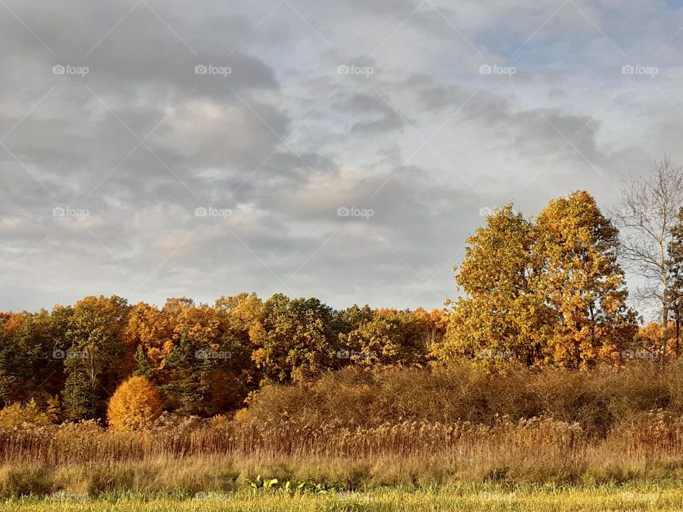 autumn landscape with colorful trees and leaves, green and yelliw grass, sky with grey and white clouds, early evening sun