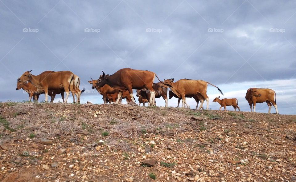 wandering cows at the mountains in Timor-Leste