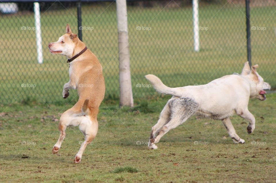 It was dog park time today and it was very busy! . Happy excited dogs were running around and playing.This dog was literally bounding in the air he was so happy to play with his friends! He never knew which way to look or go as he was so excited!!!