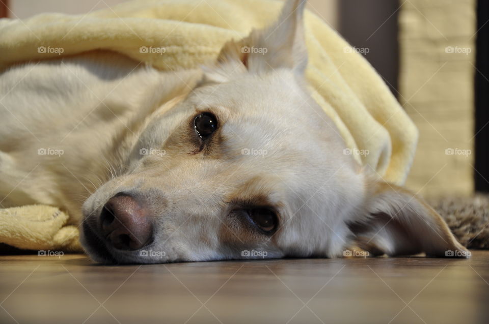 Beautiful white retriver under yellow blanket at home.