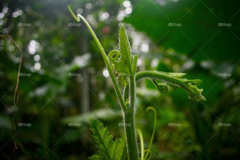 Green plant with its growing tip. Attracting beauty of nature which is a gift of god.