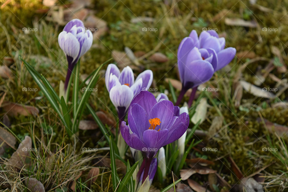 Crocus flowers