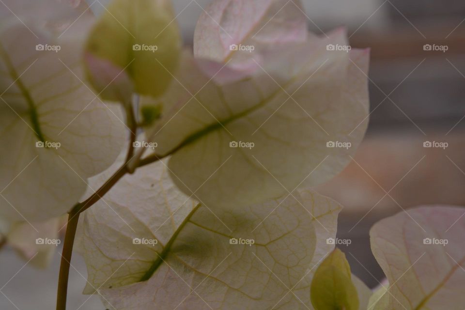 white pink bougainvillea two tone color flower blooming in the pot
