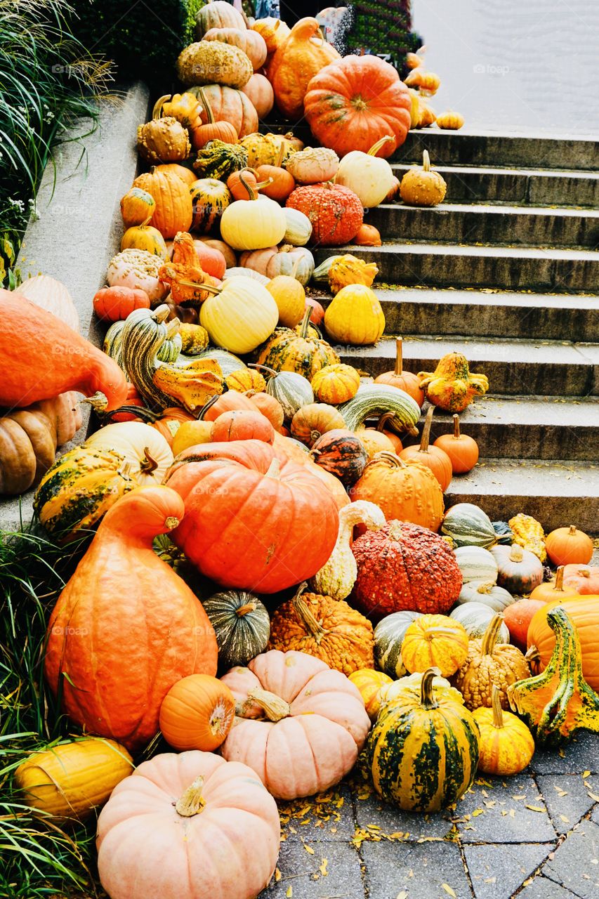 A plethora of pumpkins cascade down the steps of the Haupt Conservatory at NYBG. A variety of shapes and sizes, with colors of every tint of orange, ghostly white, sage green and salmon or stripes.