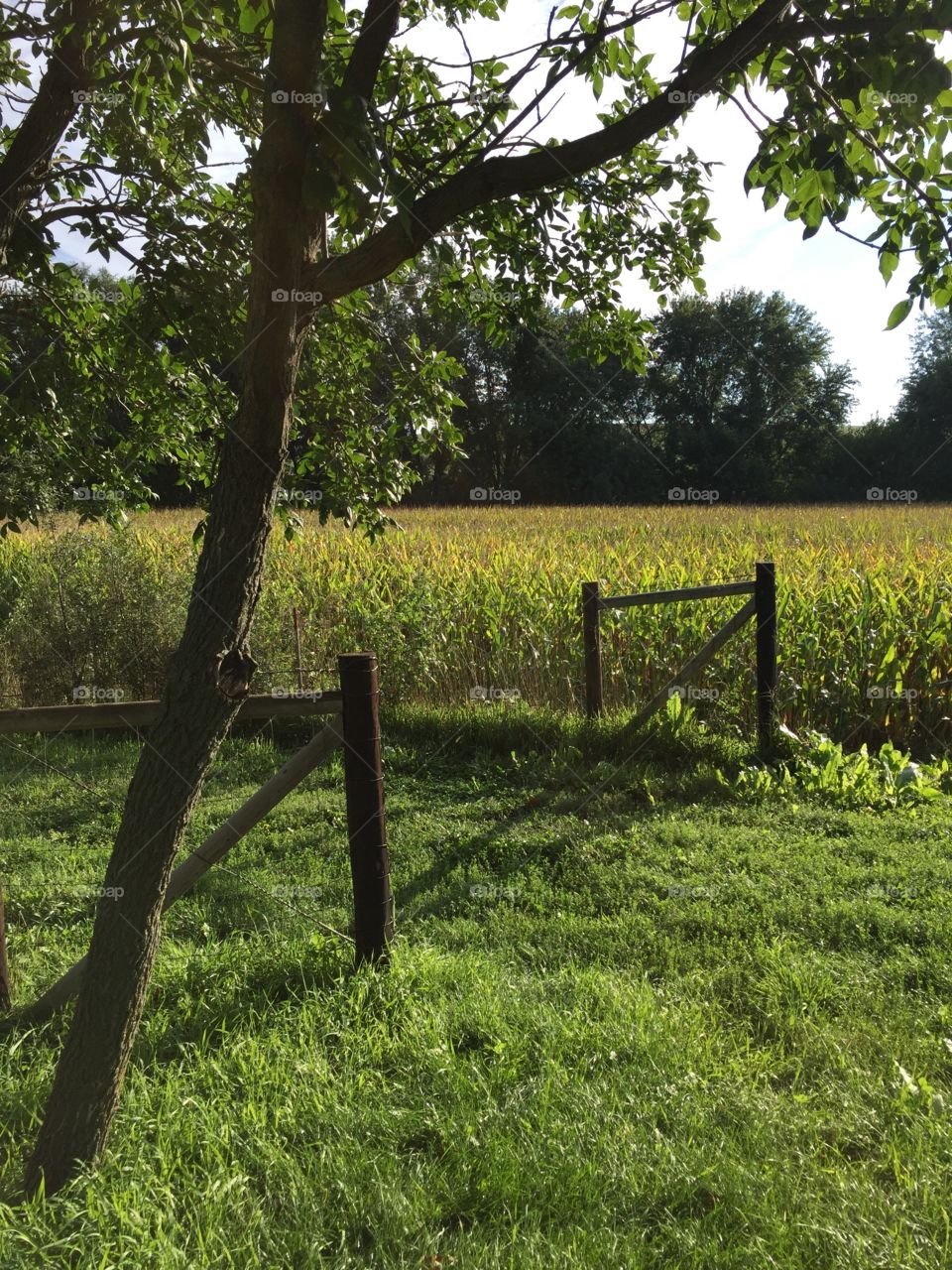 Open Pasture Gate