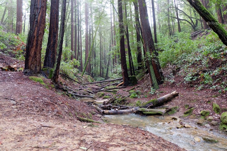 Beautiful hiking trail in Huddart Park, Redwood City, Ca. 