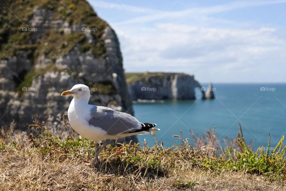 One posing seagull looking at the camera stands on top of a mountain overlooking the north sea with cliffs on the coast in Normandy France, close-up side view.