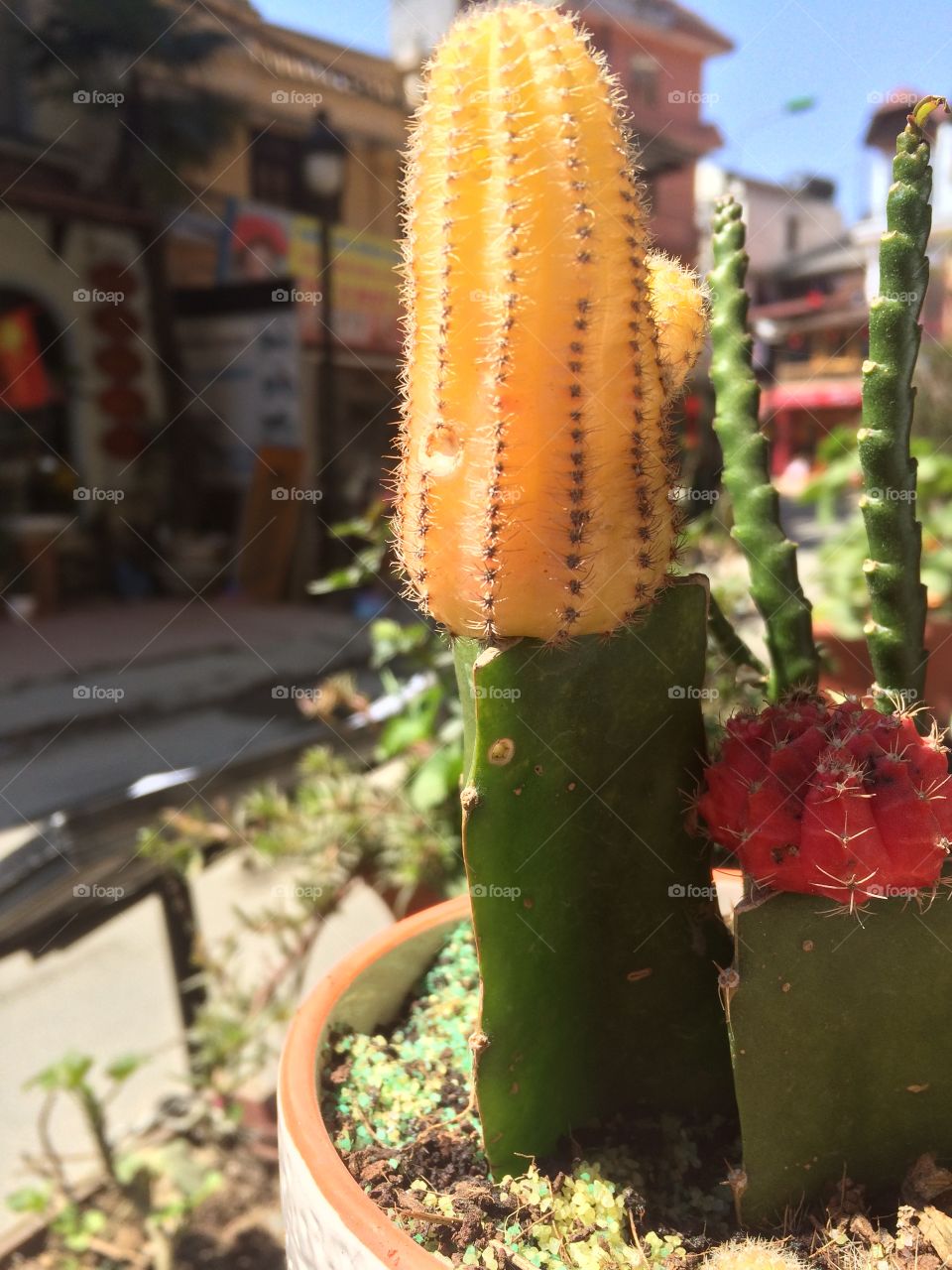 Small Cactus 