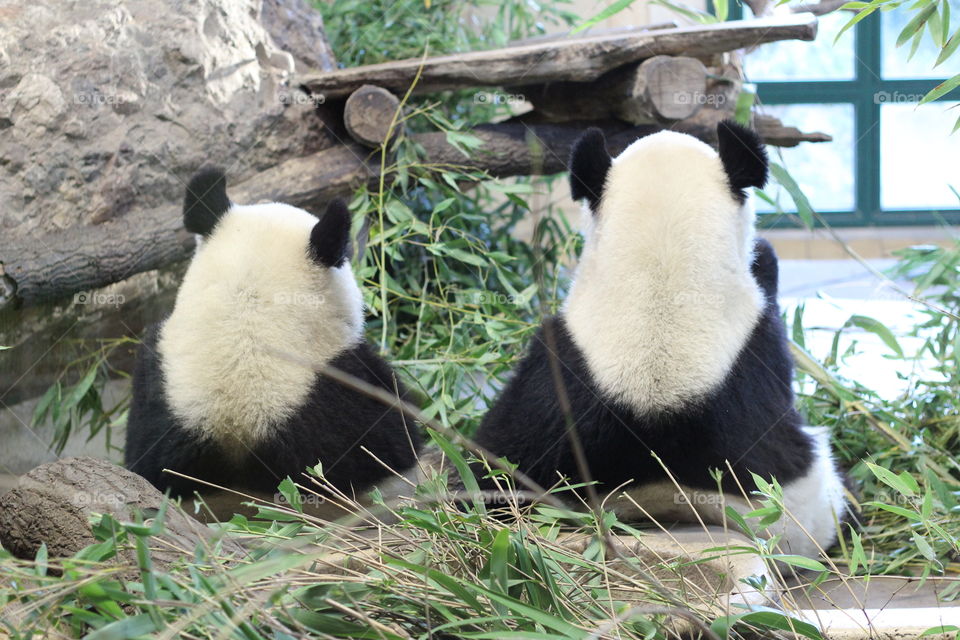 Two pandas. Two pandas eating bamboo 