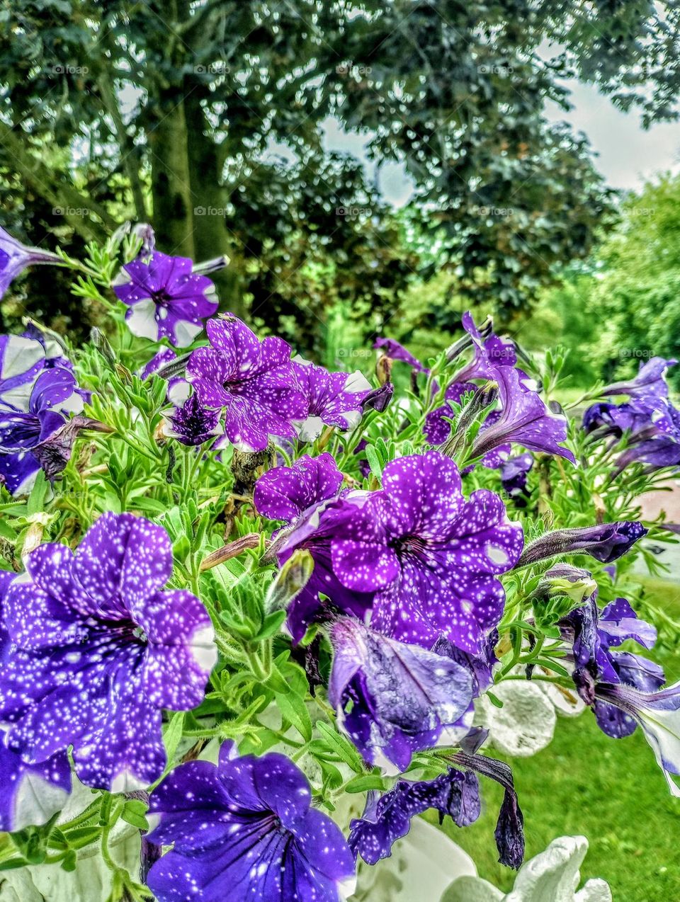 Purple Flowers