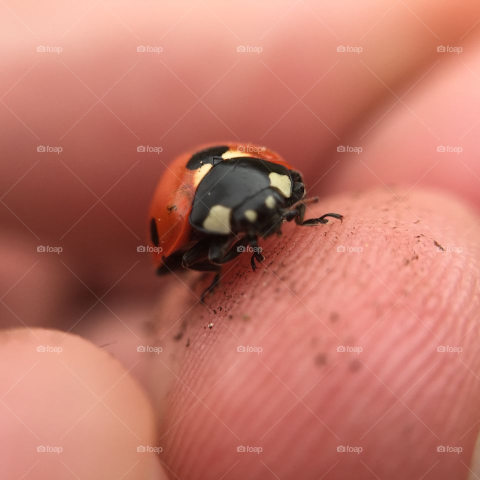 Ladybug on person's finger