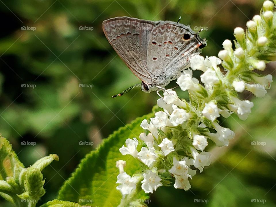 Gray hairstreak butterfly on white sweet almond verbena flowers ( Strymon melinus )
