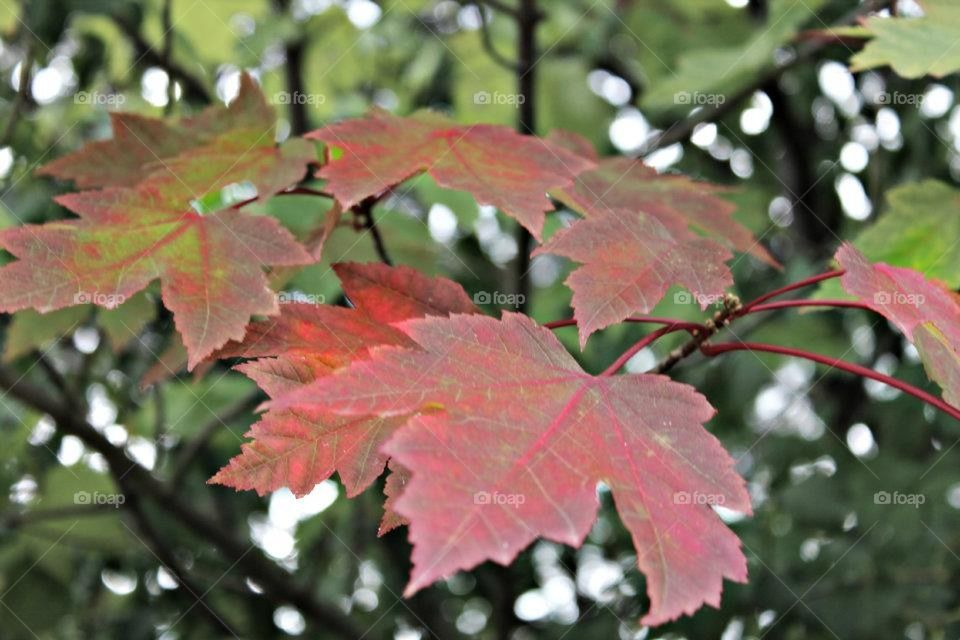 Red Leaves 