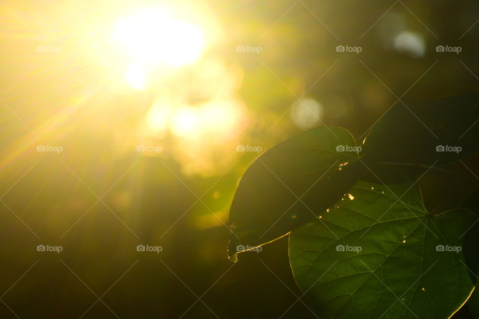 Beautiful leaves highlighted by the calm rays of sunlight peeking through the trees 