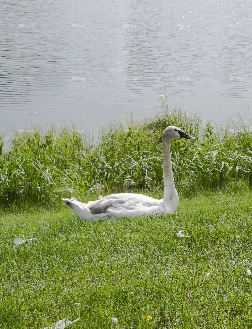 Swan resting on the lake shore