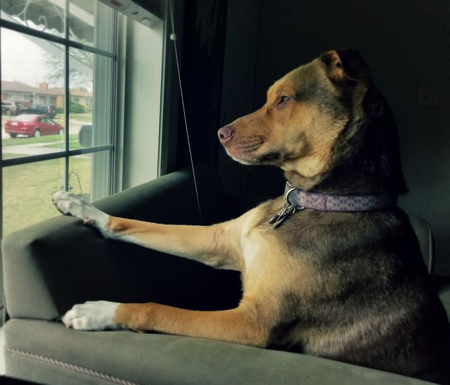 She's squirrel watching. Love the intense expression on her face.
