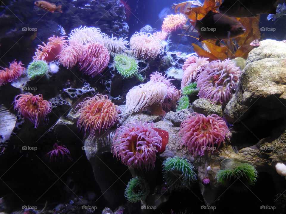 Anemone rainbow