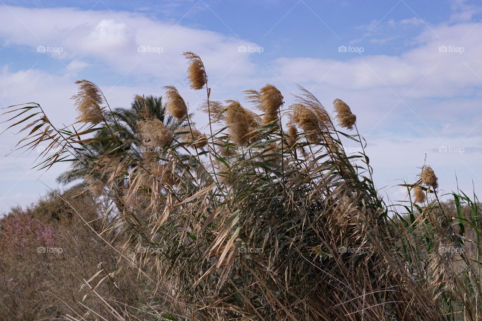beautiful photo of plants in faiom