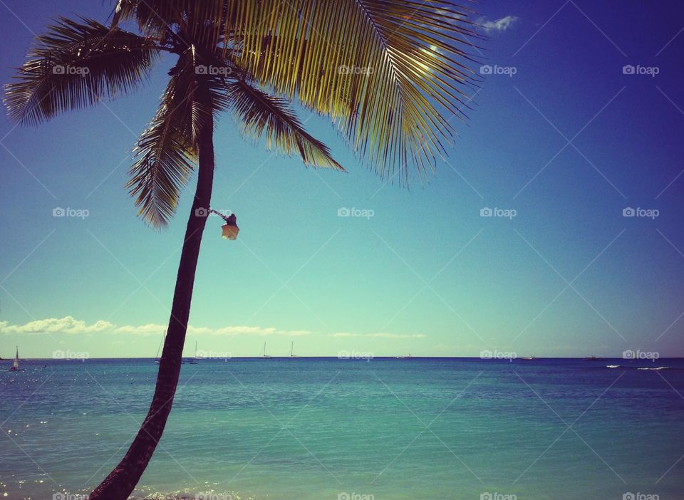 Caribbean Sea view. A view out at the beautiful Caribbean Sea and palm tree from the beach