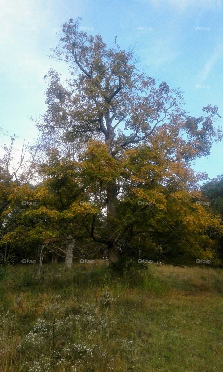 Fall Foliage