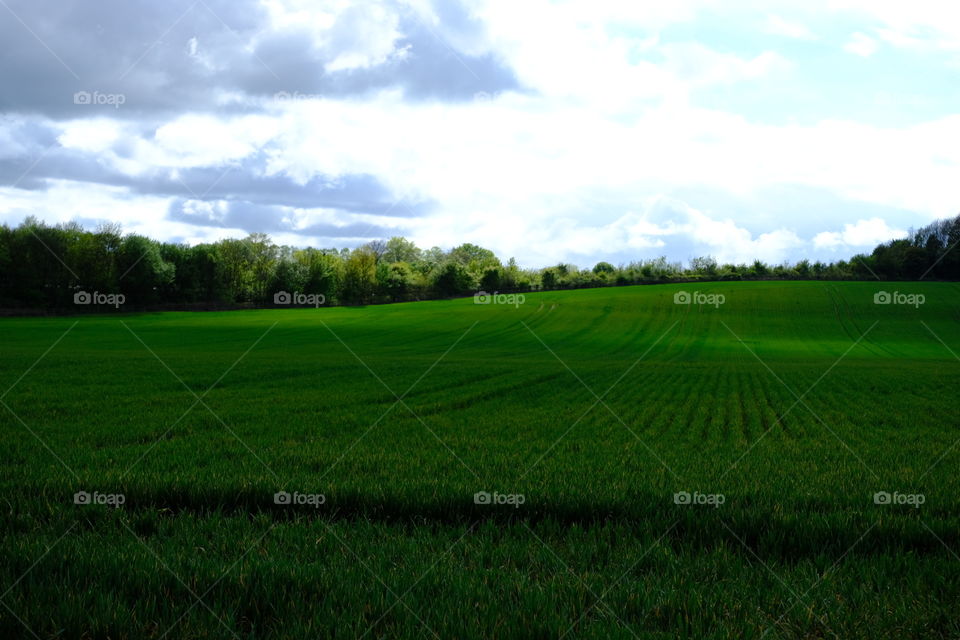Landscape, Field, No Person, Agriculture, Grass