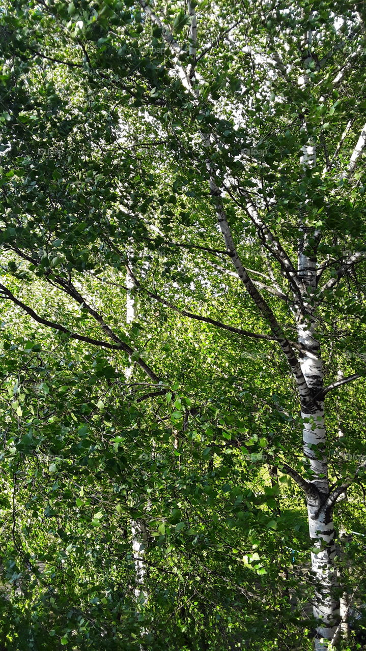 June view from the window