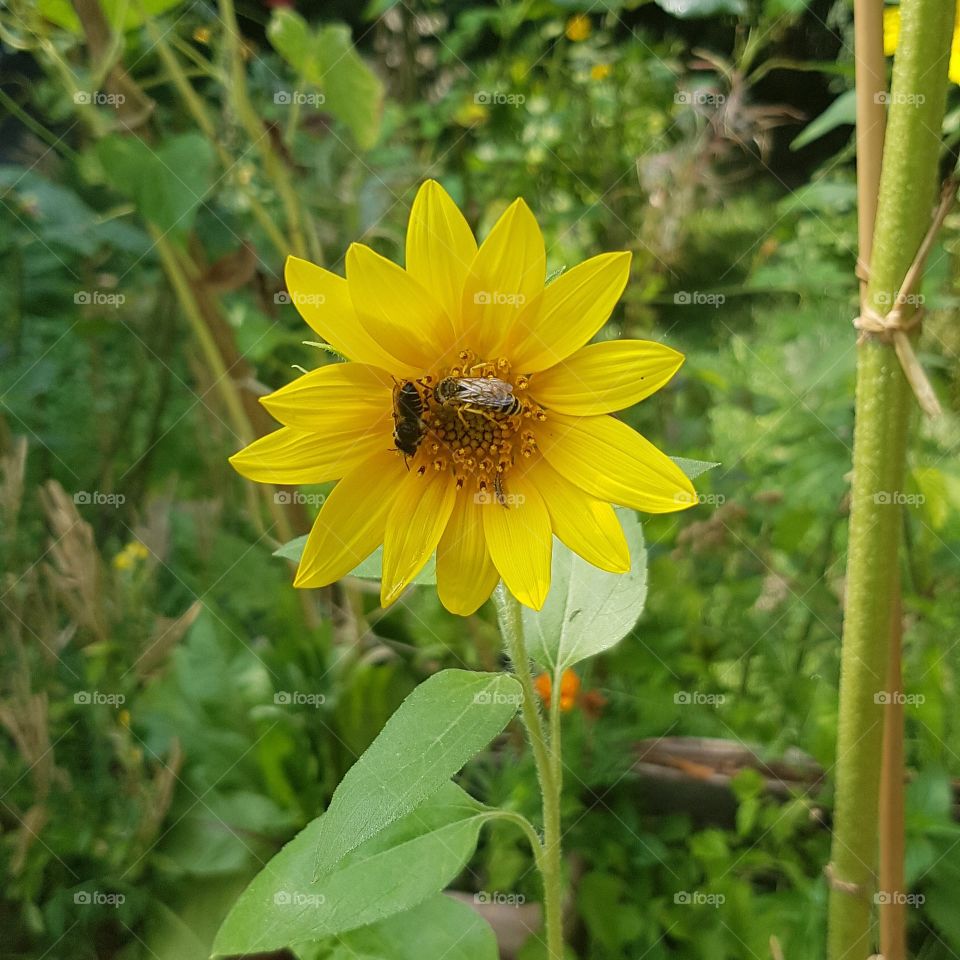 Sonnenblume, redflower, Biene, bee