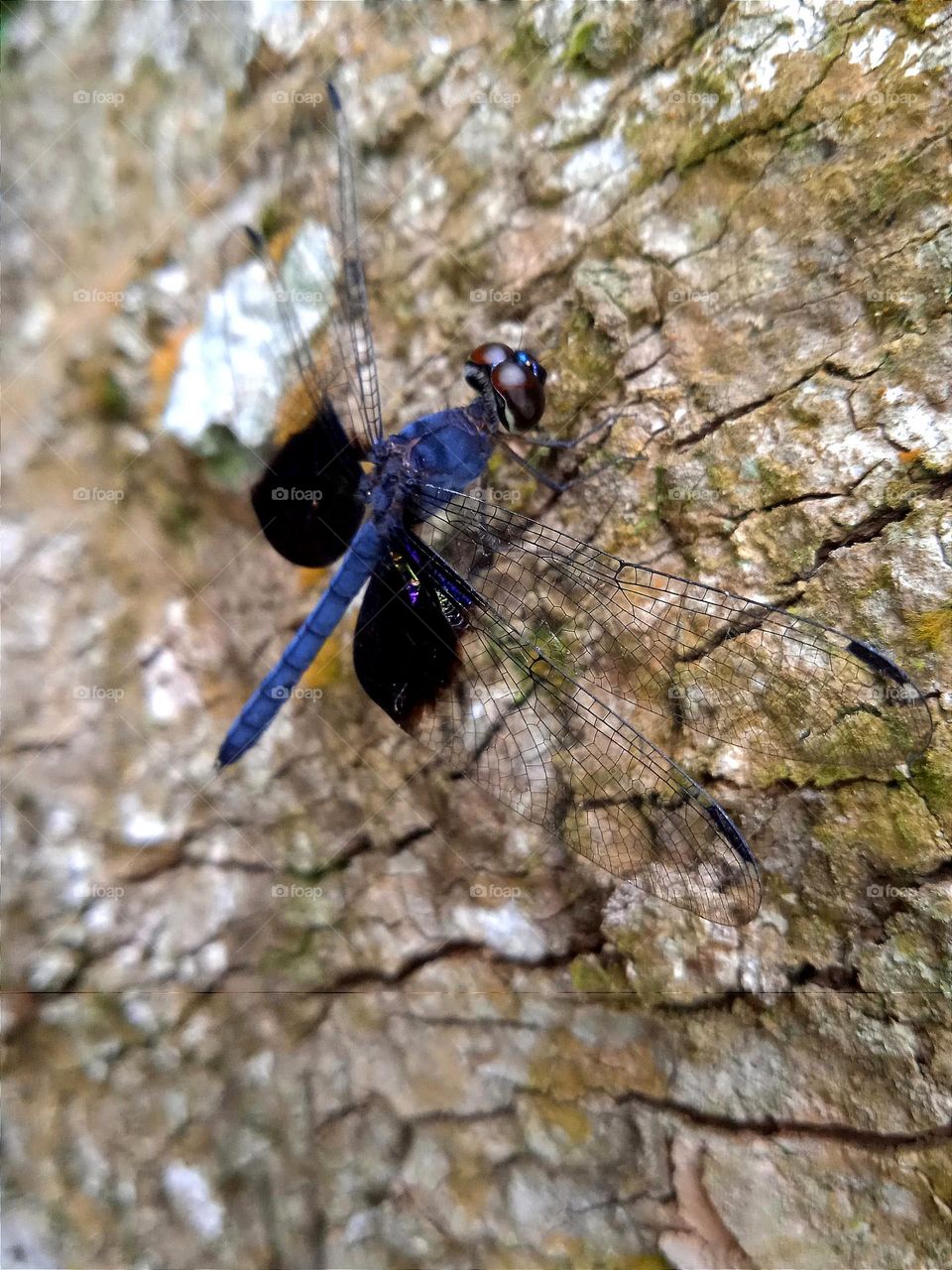 Blue dragonfly on the tree trunk.