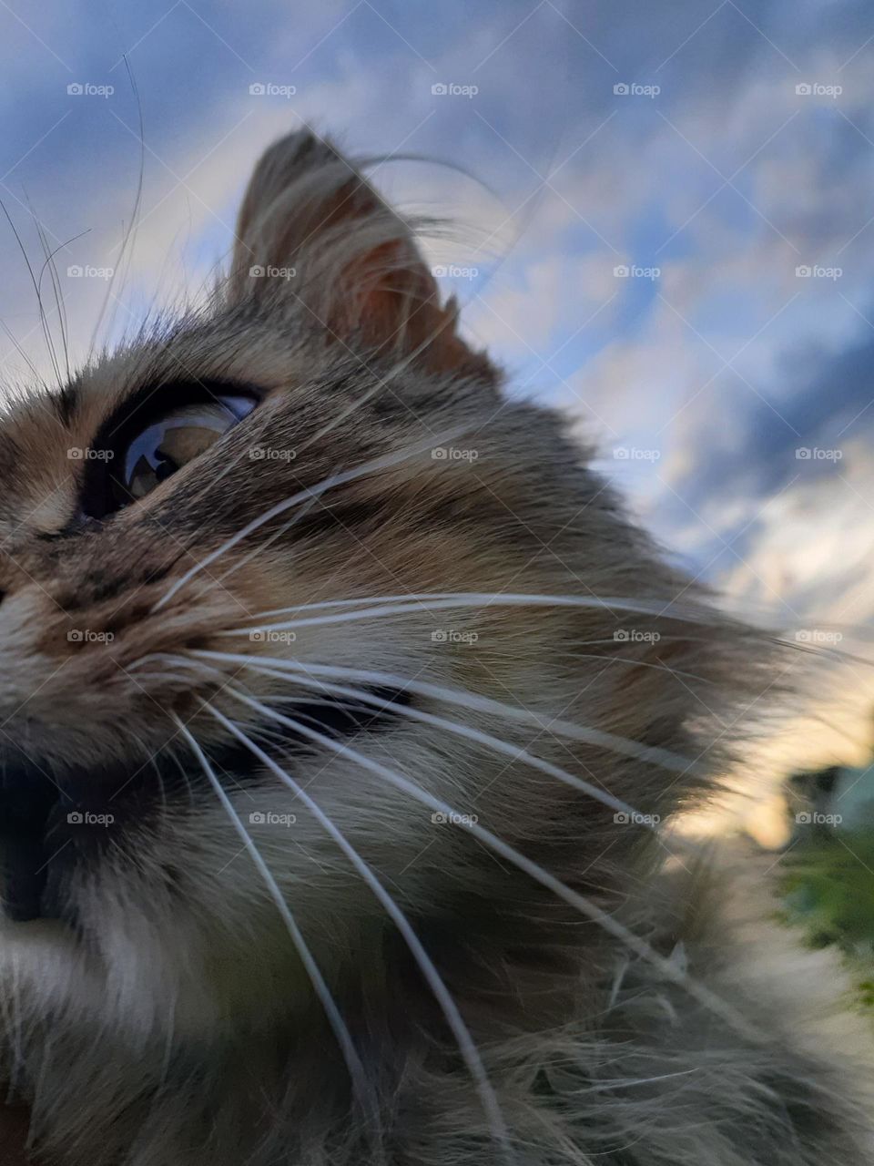 Sad village cat on the background of the sky