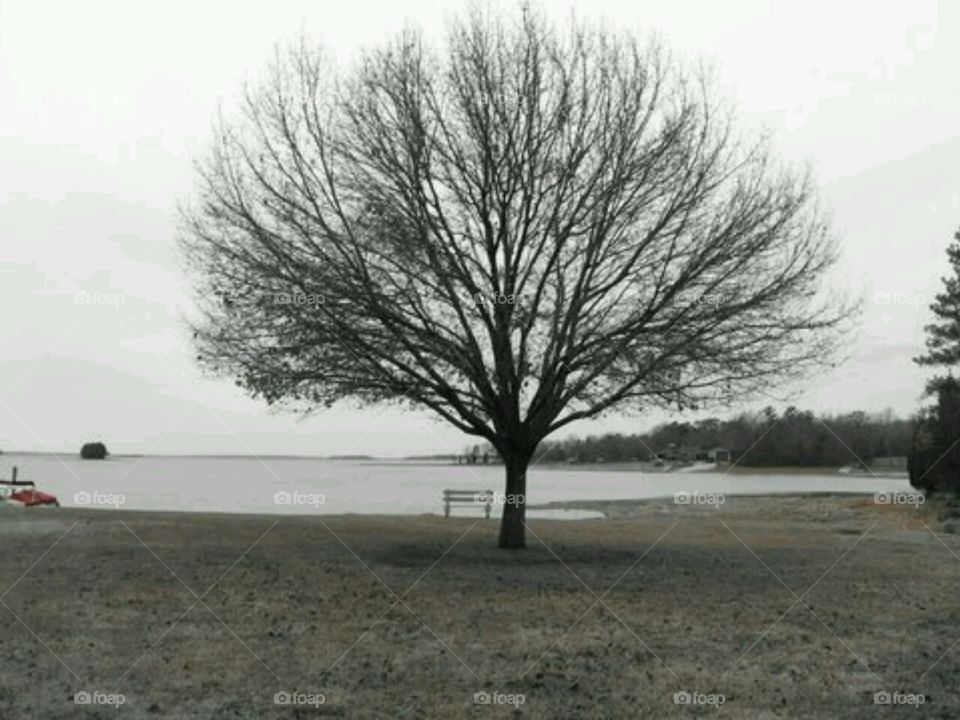 Hey there lonely tree