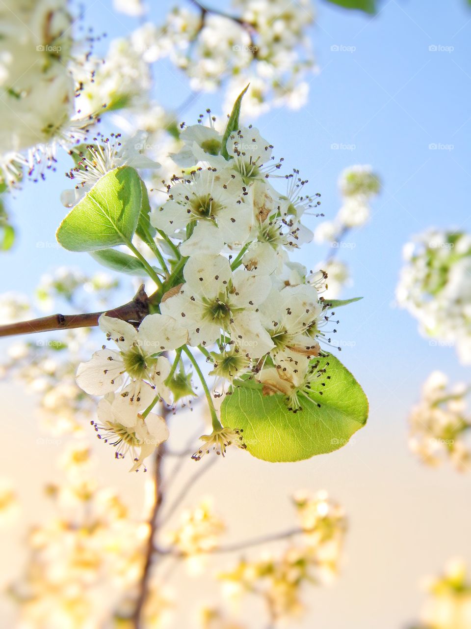 beautiful white Bradford pear blooms closeup in the springtime sun.