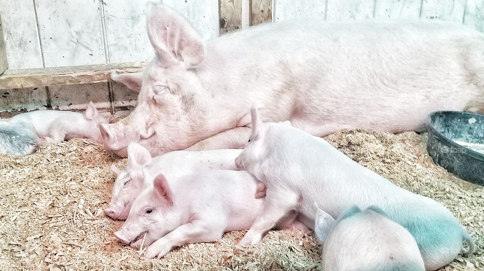 A sweet and sleepy mama pig cuddling her babies at the Cumberland Fair in Cumberland, Maine.