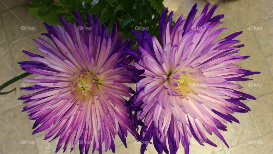 Purple flowers 
