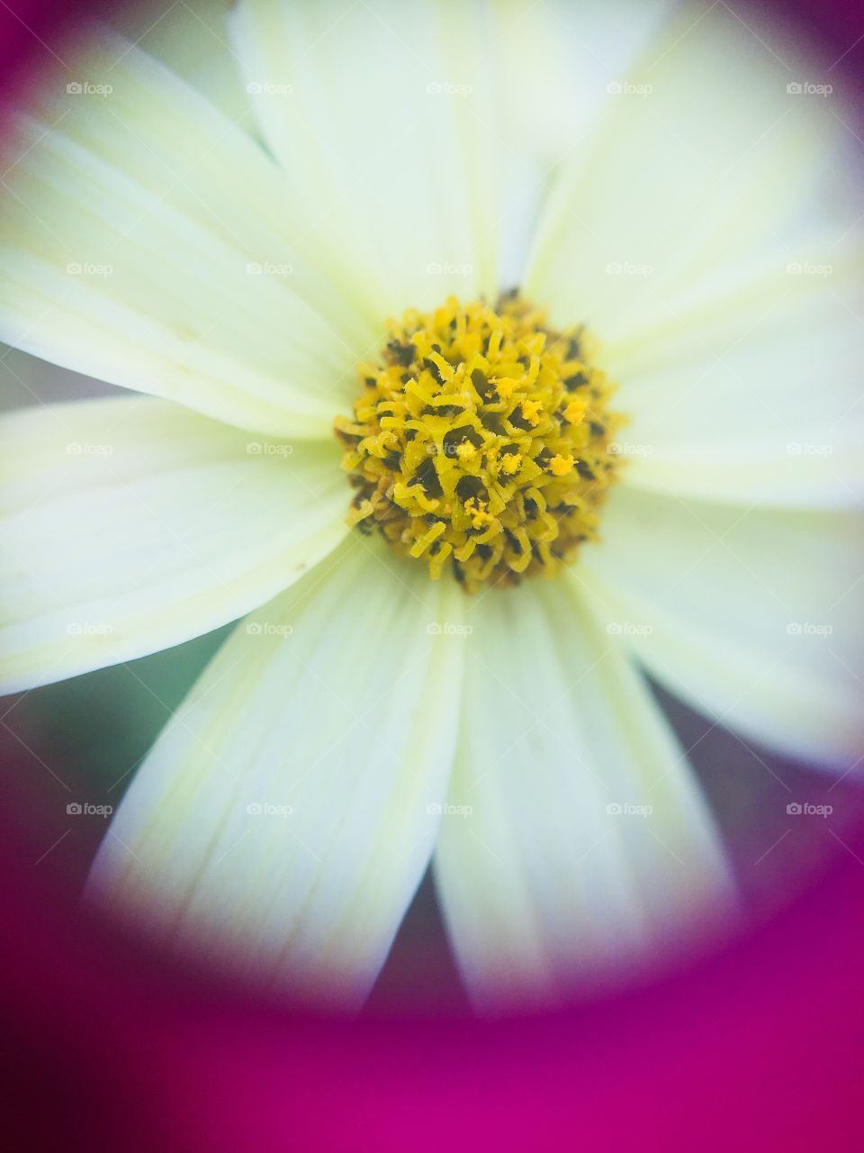 Tiny white flower using a macro lens