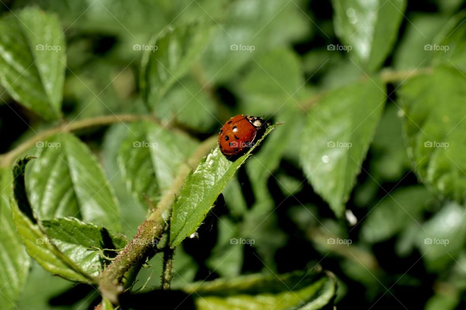 Ladybugs 