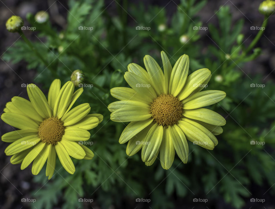 Top angle view of yellow Margarita daisy/osteospermum
