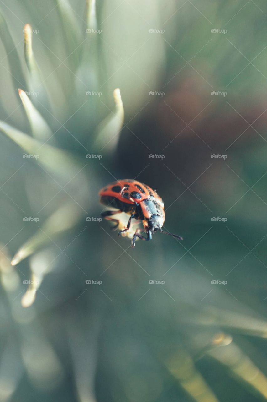 Ladybug in a spring day