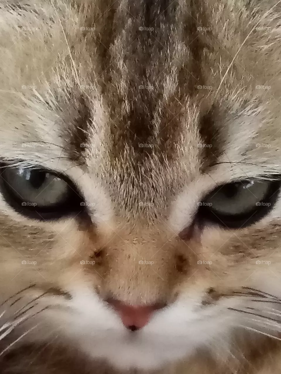 Katze