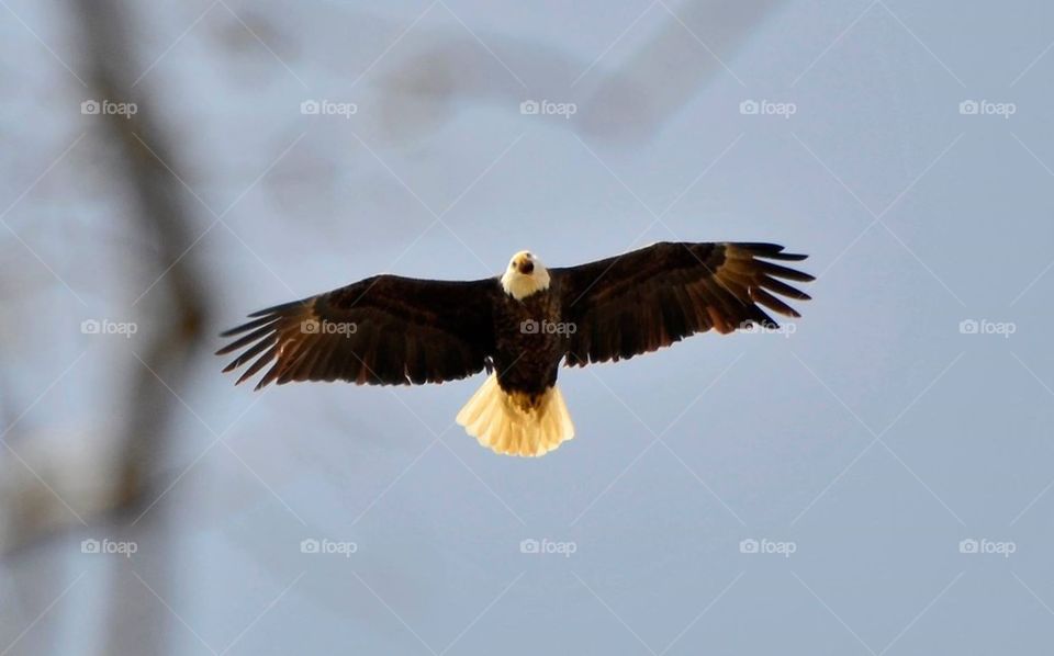 Bald eagle 