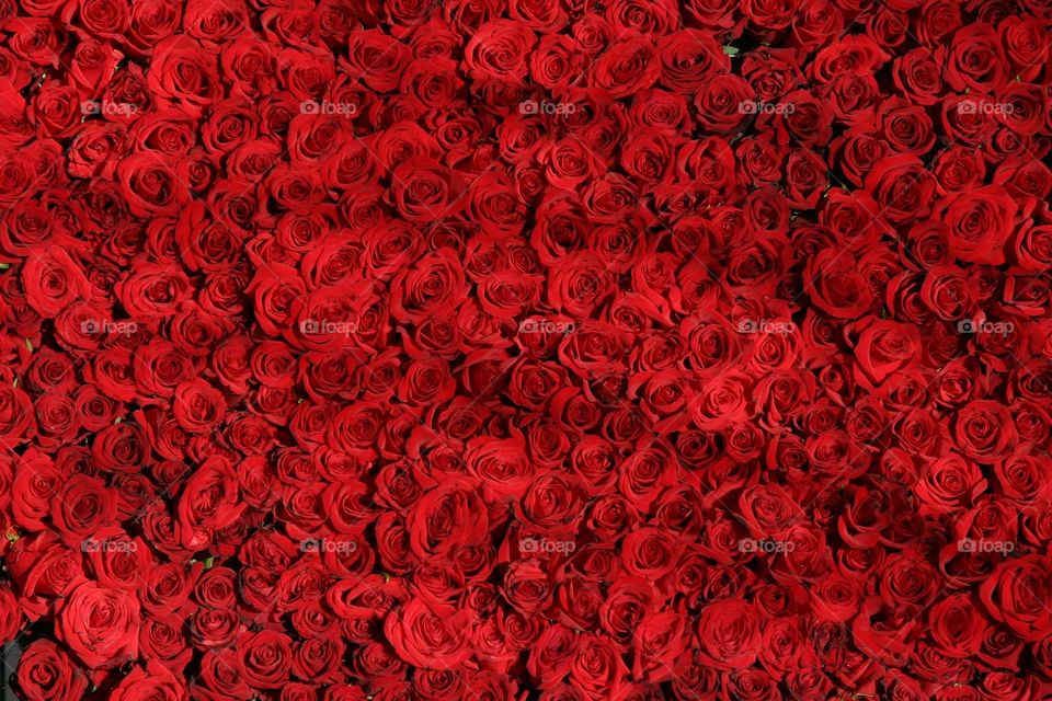 Red roses