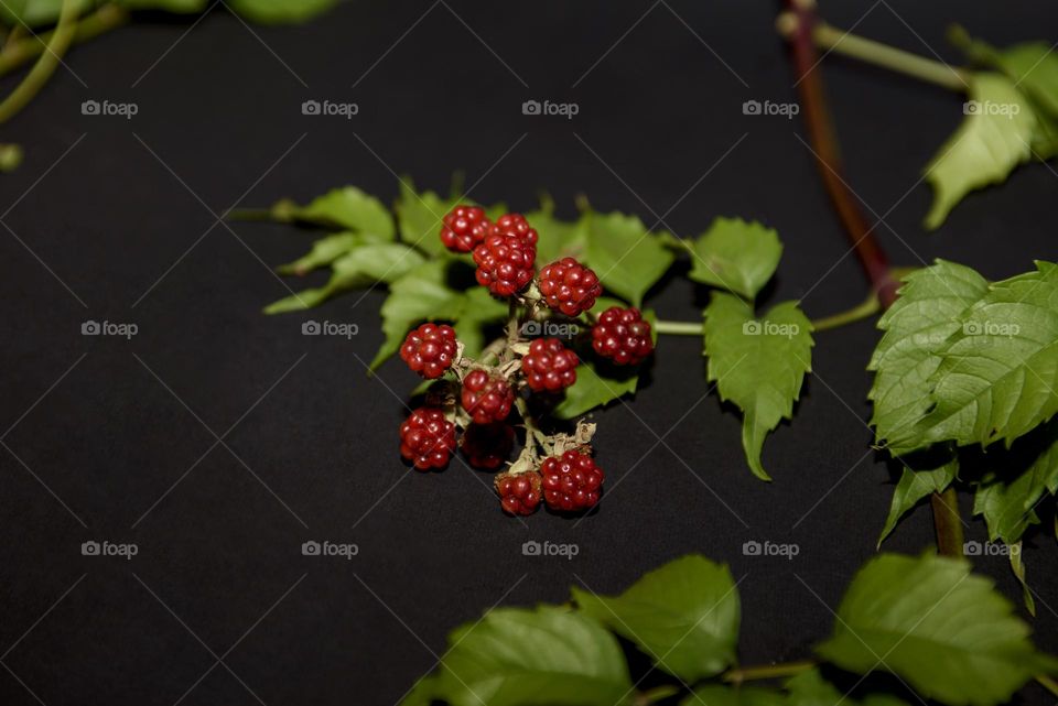 Sprig of fresh wild red berry on a black background. Harvest season.