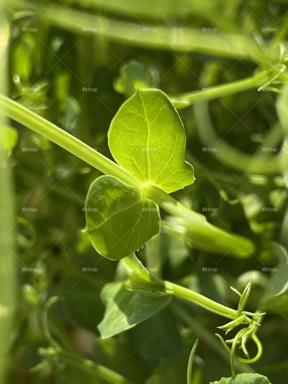 Green, juicy pea microgreens in macro view🫛