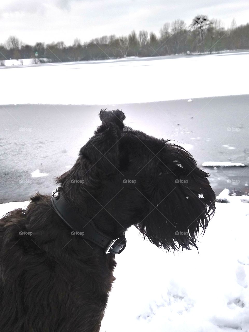 Schnauzer in the snow