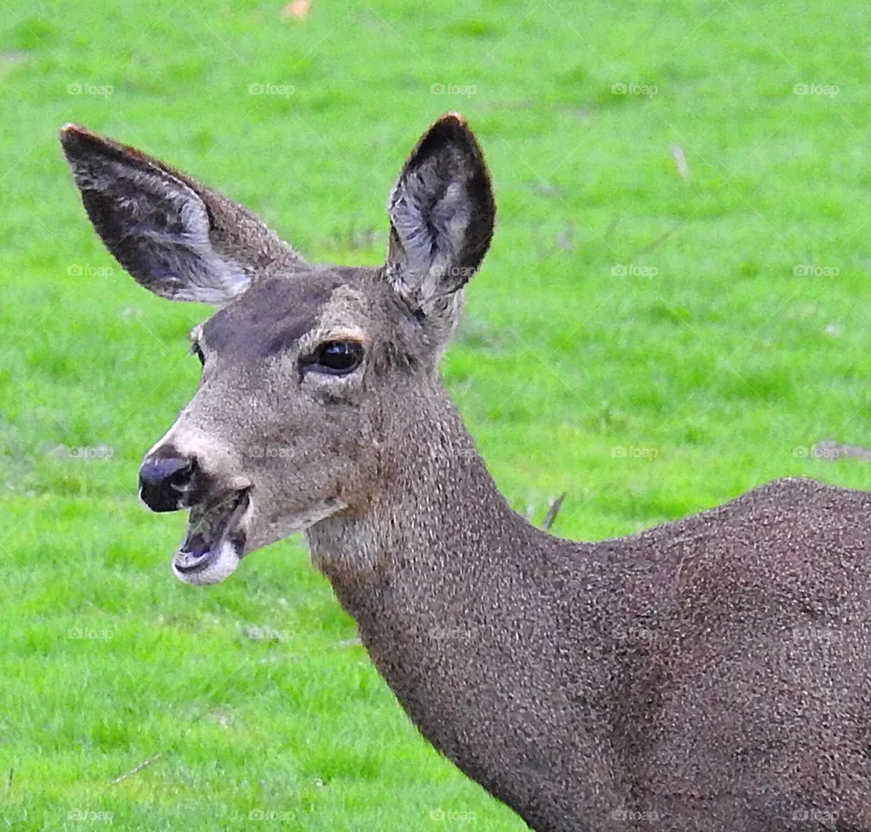 mammal