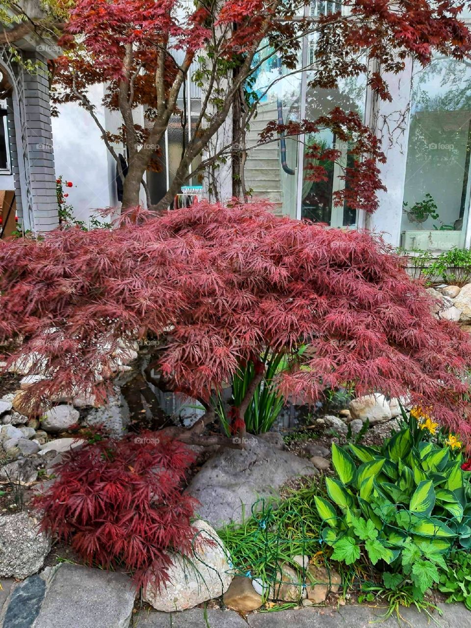 Magnific plant growing in the garden