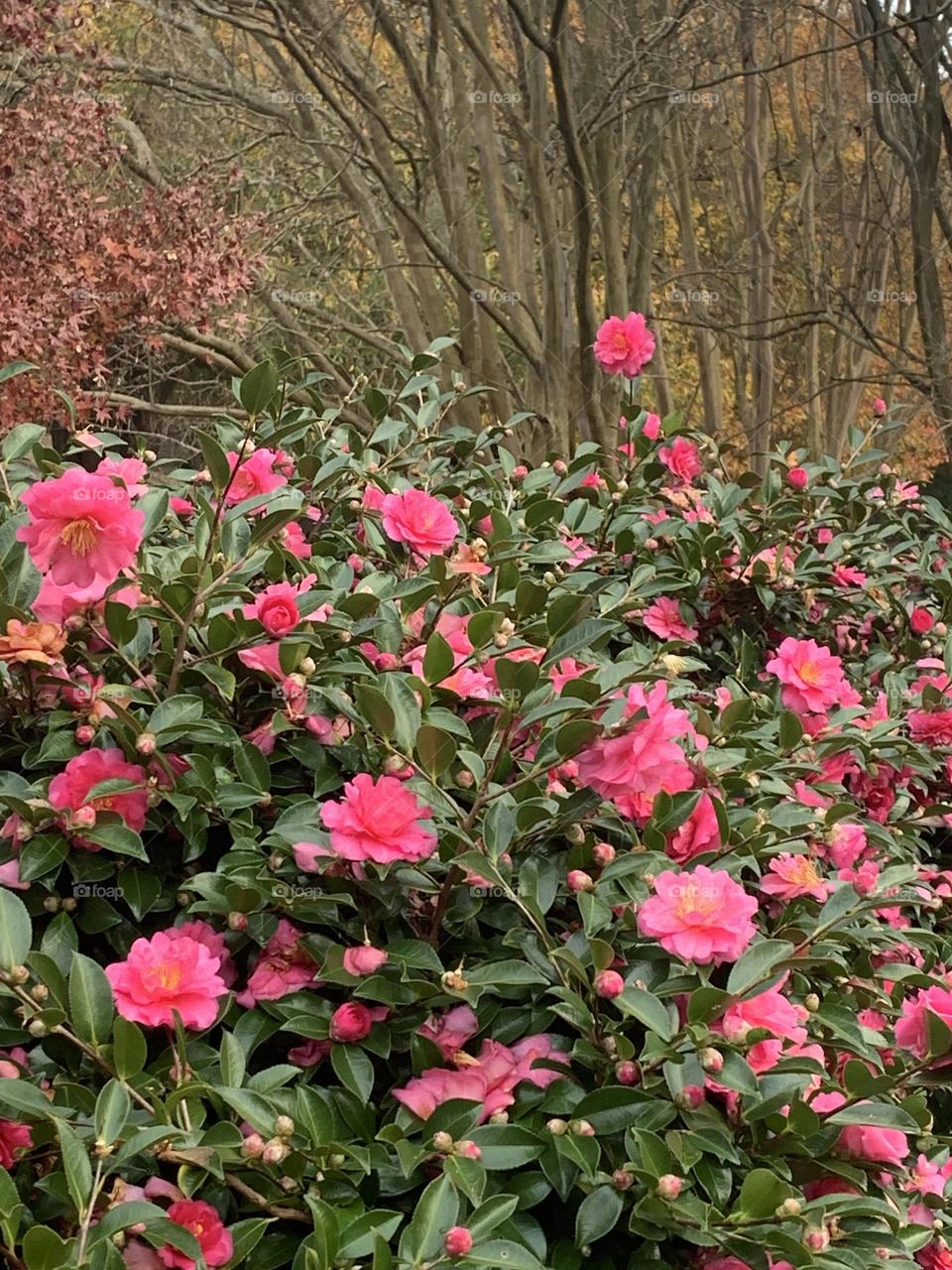 Camellias 